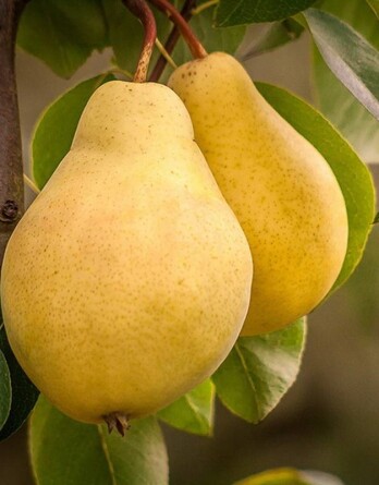 Груша Наслаждение