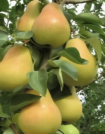 Груша Тульская  нежная