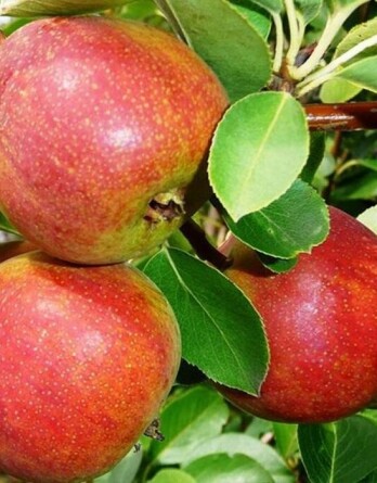 Груша Челябинская