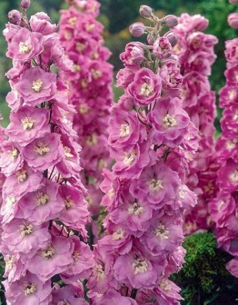 Дельфиниум Астолат