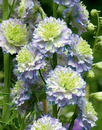 Дельфиниум Мунлайт