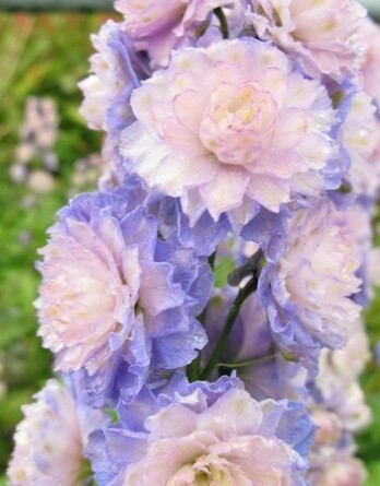 Дельфиниум Неон Сэнсэйшн