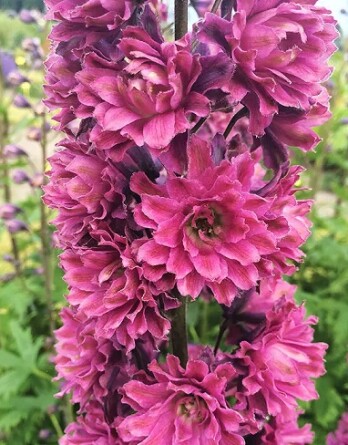 Дельфиниум Фламенко