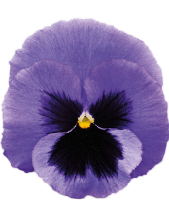 Делюкс Океан