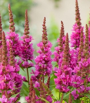 Дербенник Роберт