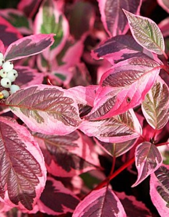 Дерен Миракл