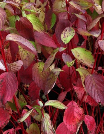 Дерен Сибирика