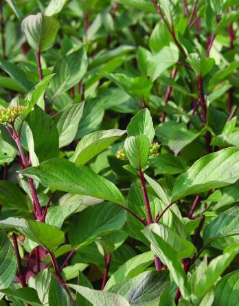 Дерен Фарба