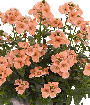 Диасция Салмон