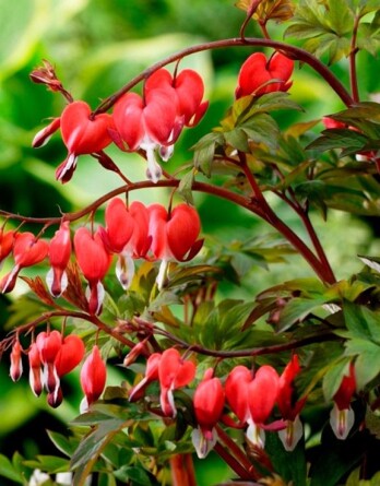 Дицентра Валентина