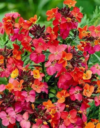 Желтушник Констант Чир