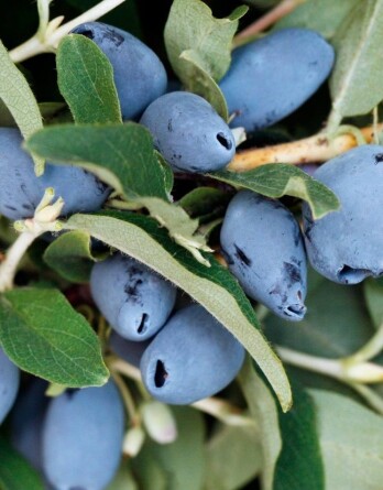 Жимолость Бореал Бест