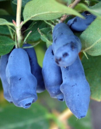 Жимолость Соловей