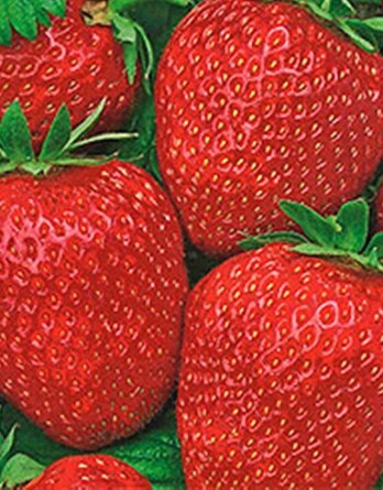 Земляника Вима Рина