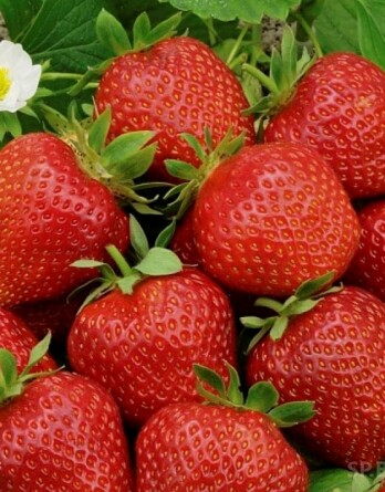 Земляника Дочь Берегини