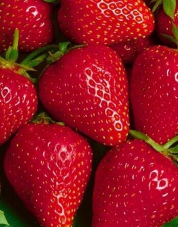 Земляника Лючия