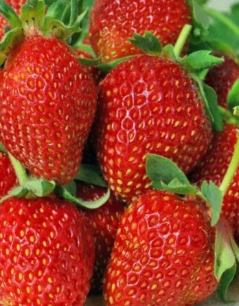 Земляника Надия