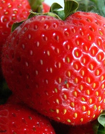 Земляника Сладкоежка