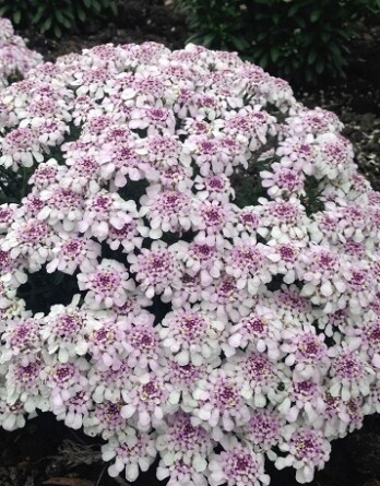 Иберис Пинк Айс