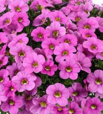 Калибрахоа Колибри Пинк Фламинго