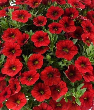 Калибрахоа Колибри брайт ред