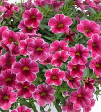 Калибрахоа Колибри черри ред