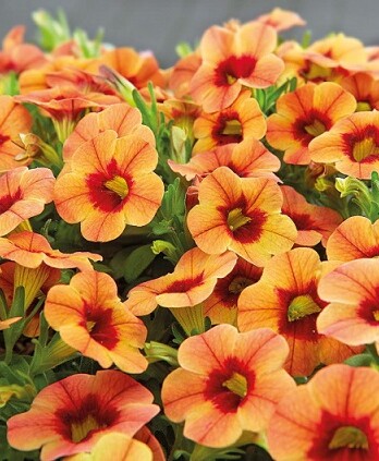 Калибрахоа Оазис Оранж Файрфлай