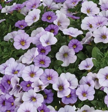 Калибрахоа Омбре Блю