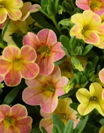 Калибрахоа Омбре Еллоу