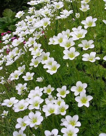 Камнеломка Шнитеппич