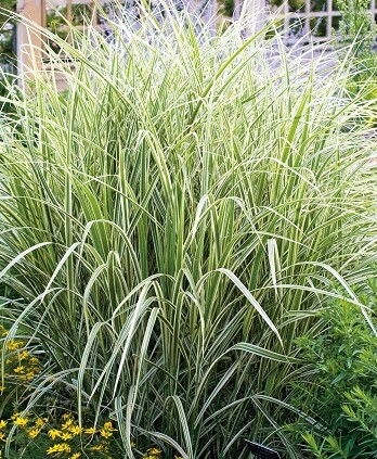 Канареечник Лютеопикта