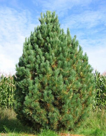 Кедр сибирский