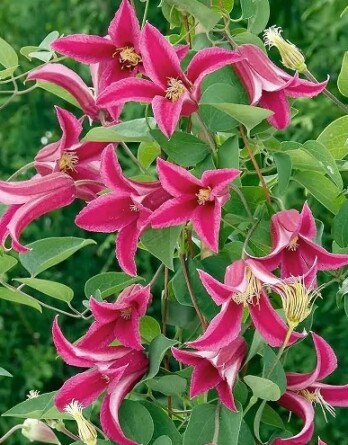 Клематис Принцесса Диана