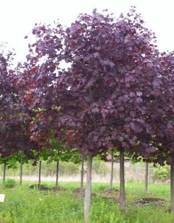 Клен Кримсон Кинг