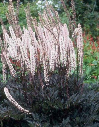 Клопогон Мисти Блю