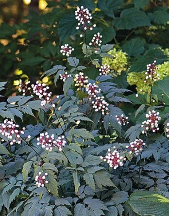 Клопогон Мисти Блю