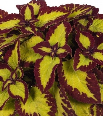 Колеус Вельвет