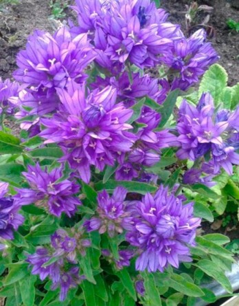 Колокольчик Даурика