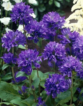 Колокольчик Даурика