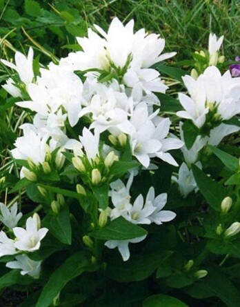 Колокольчик Дженти Вайт