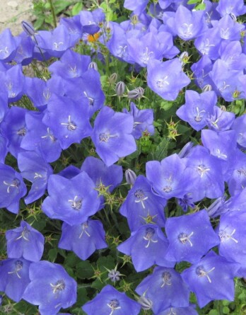 Колокольчик Рапидо Блю