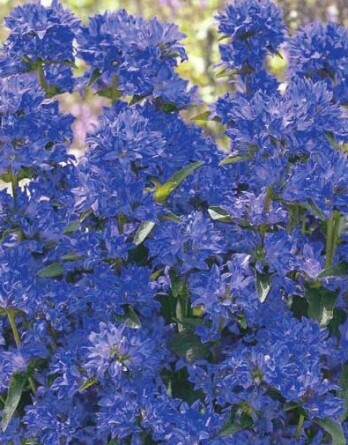 Колокольчик Фрея