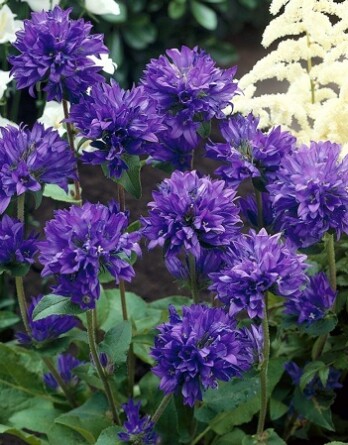 Колокольчик Фрея