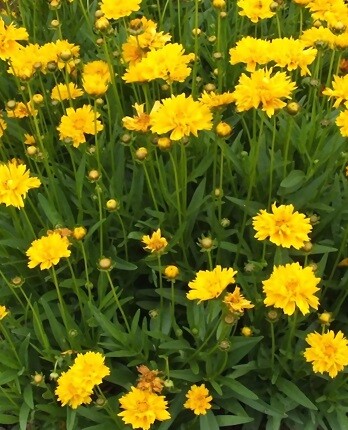 Кореопсис Дабл зе сан