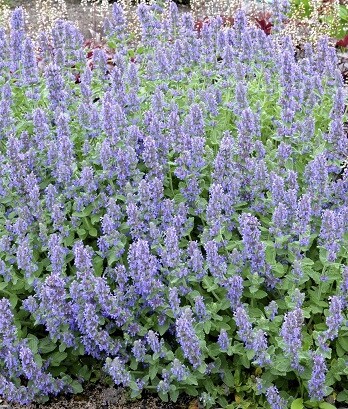 Котовник Нова Блю