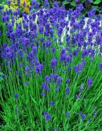 Лаванда Манстед Стрейн