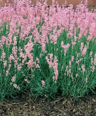 Лаванда Розея