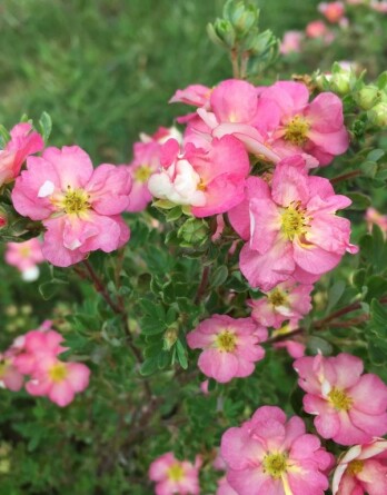 Лапчатка Гламур Герл