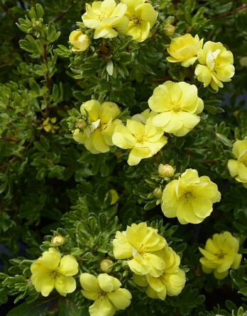 Лапчатка Дабл Панч Голд