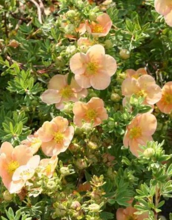 Лапчатка Дейдаун